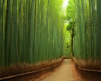 Hutan Bambu